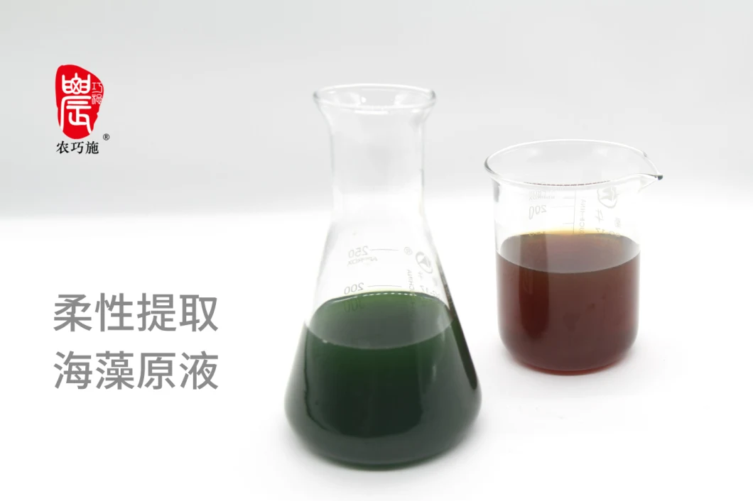 Seaweed Functional Fertilizer Provide High Quality Nutritions for Crops Growing